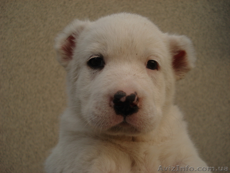 Продаются элитные щенки северокавказского волкодава  - <ro>Изображение</ro><ru>Изображение</ru> #3, <ru>Объявление</ru> #671772