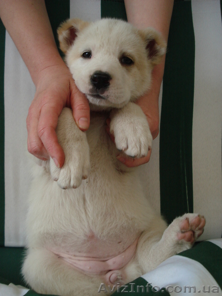 Продаются элитные щенки северокавказского волкодава  - <ro>Изображение</ro><ru>Изображение</ru> #4, <ru>Объявление</ru> #671772