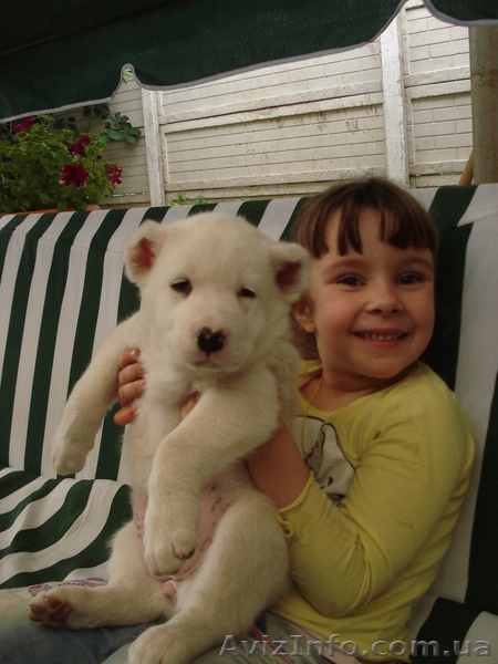 Продаются элитные щенки северокавказского волкодава  - <ro>Изображение</ro><ru>Изображение</ru> #5, <ru>Объявление</ru> #671772