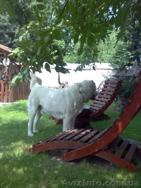 Продаются элитные щенки северокавказского волкодава  - <ro>Изображение</ro><ru>Изображение</ru> #7, <ru>Объявление</ru> #671772