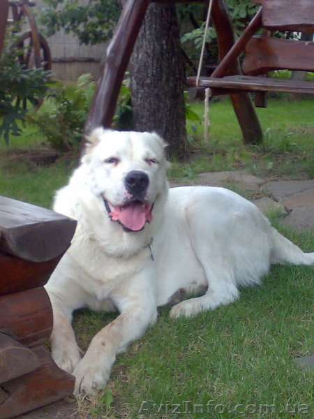 Продаются элитные щенки северокавказского волкодава  - <ro>Изображение</ro><ru>Изображение</ru> #6, <ru>Объявление</ru> #671772