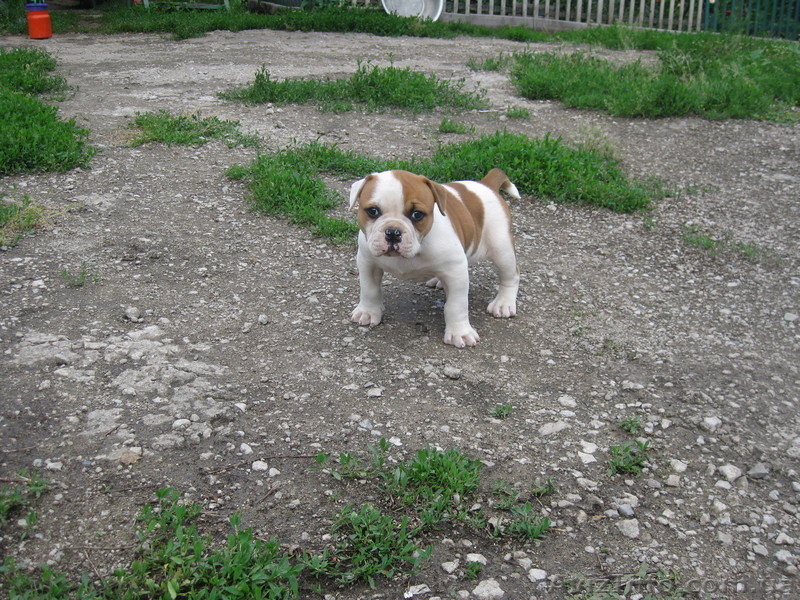 Продам щенков Американского бульдога - <ro>Изображение</ro><ru>Изображение</ru> #4, <ru>Объявление</ru> #671800