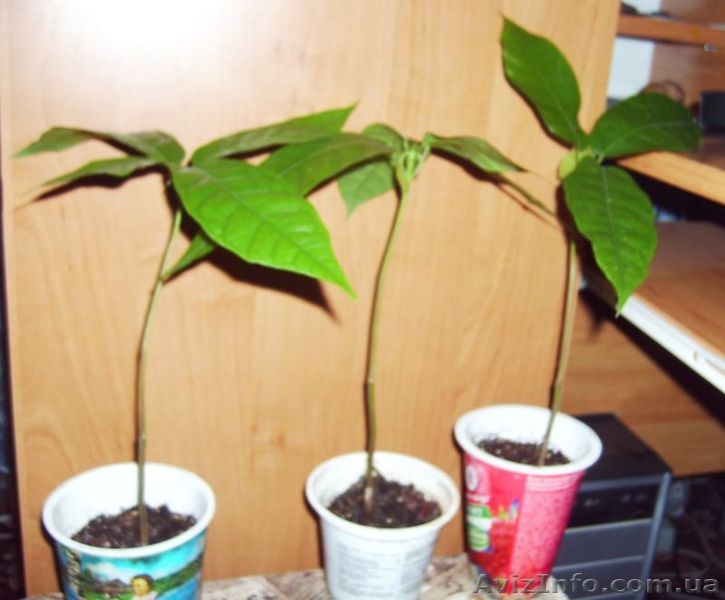 Какао или шоколадное дерево - <ro>Изображение</ro><ru>Изображение</ru> #1, <ru>Объявление</ru> #689489