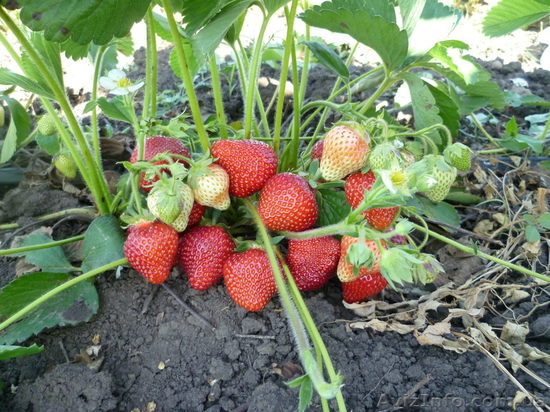 продам рассаду клубники более 10 сортов - <ro>Изображение</ro><ru>Изображение</ru> #6, <ru>Объявление</ru> #693081