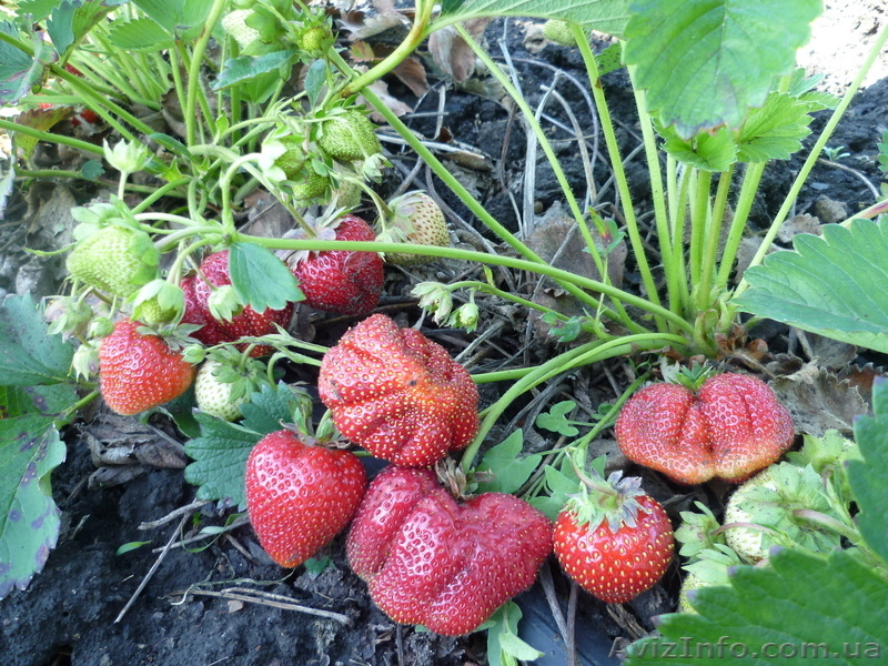 продам рассаду клубники более 10 сортов - <ro>Изображение</ro><ru>Изображение</ru> #5, <ru>Объявление</ru> #693081