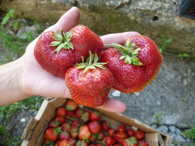 продам рассаду клубники более 10 сортов - <ro>Изображение</ro><ru>Изображение</ru> #4, <ru>Объявление</ru> #693081