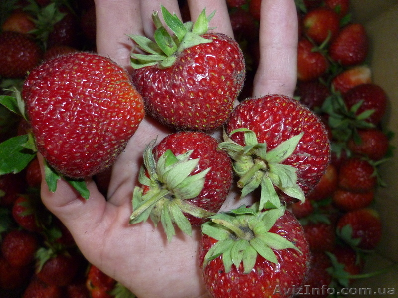 продам рассаду клубники более 10 сортов - <ro>Изображение</ro><ru>Изображение</ru> #3, <ru>Объявление</ru> #693081