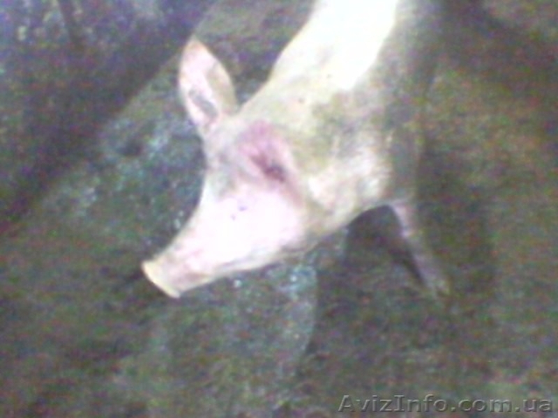 продажа свиней живым весом - <ro>Изображение</ro><ru>Изображение</ru> #2, <ru>Объявление</ru> #691833