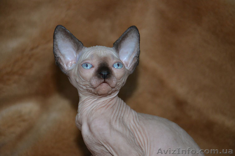 Продаются голорожденные котята породы канадский сфинкс различных окрасов - <ro>Изображение</ro><ru>Изображение</ru> #3, <ru>Объявление</ru> #720517