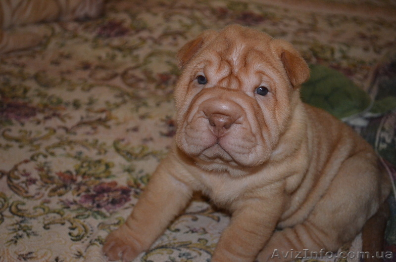 Щенки шарпея ищут хозяев - <ro>Изображение</ro><ru>Изображение</ru> #3, <ru>Объявление</ru> #724404