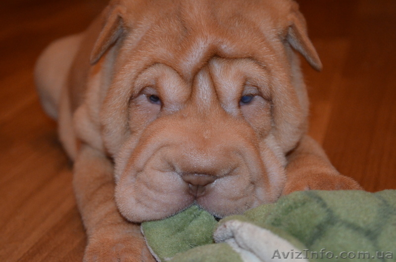 Щенки шарпея ищут хозяев - <ro>Изображение</ro><ru>Изображение</ru> #2, <ru>Объявление</ru> #724404