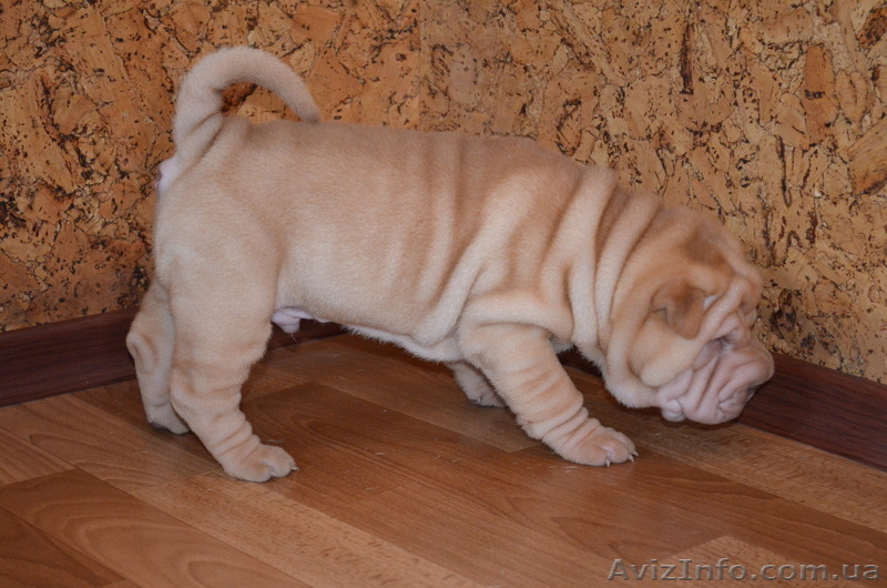 Щенки шарпея ищут хозяев - <ro>Изображение</ro><ru>Изображение</ru> #1, <ru>Объявление</ru> #724404