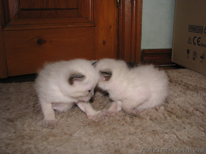 Продаю котят тайской породы - <ro>Изображение</ro><ru>Изображение</ru> #1, <ru>Объявление</ru> #724612