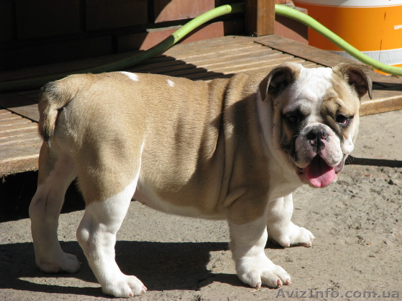 Английские бульдоги шоу класс! - <ro>Изображение</ro><ru>Изображение</ru> #1, <ru>Объявление</ru> #685269