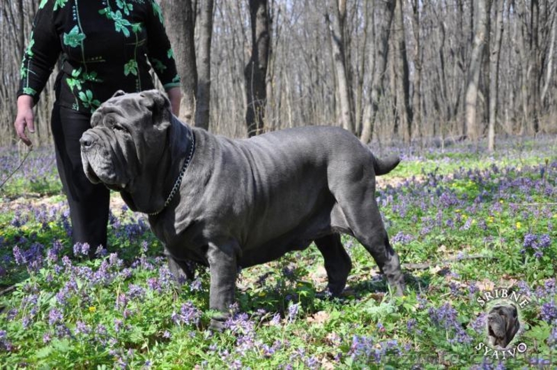 елитные щенки мастино наполетано - <ro>Изображение</ro><ru>Изображение</ru> #5, <ru>Объявление</ru> #729272