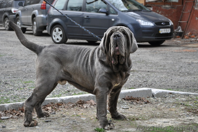 елитные щенки мастино наполетано - <ro>Изображение</ro><ru>Изображение</ru> #4, <ru>Объявление</ru> #729272