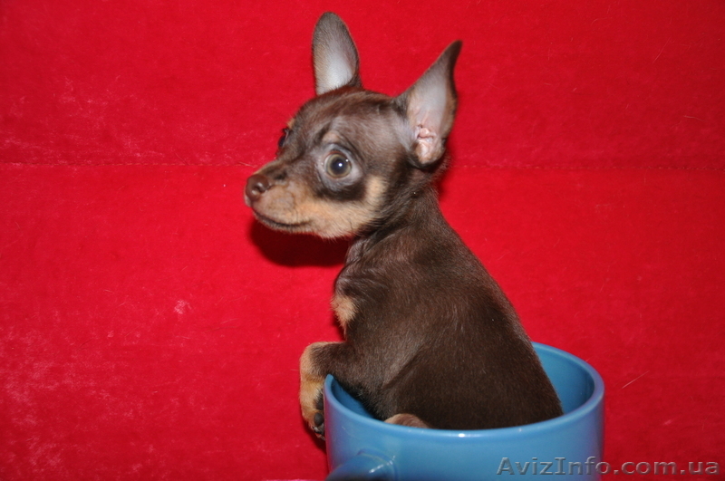 продаю тойчика,миника - <ro>Изображение</ro><ru>Изображение</ru> #1, <ru>Объявление</ru> #748267