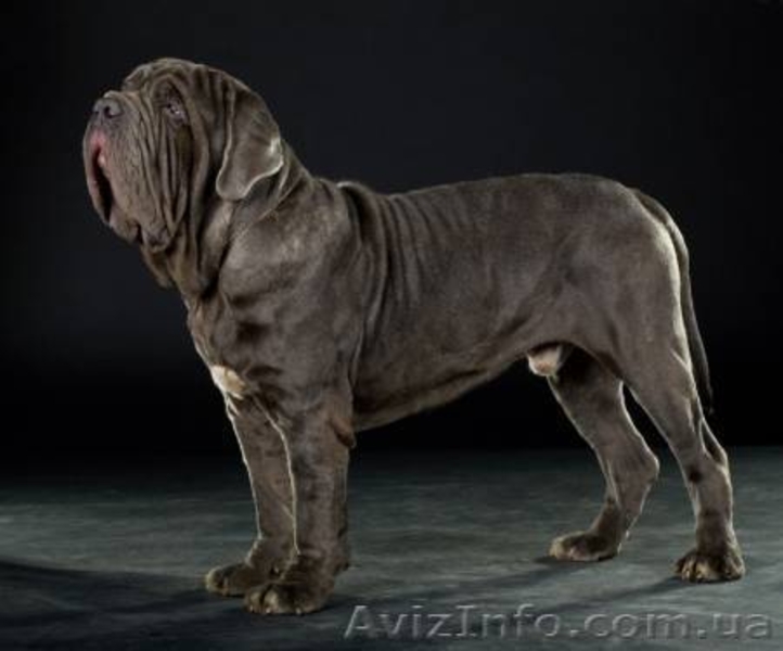 елитные щенки мастино наполетано - <ro>Изображение</ro><ru>Изображение</ru> #2, <ru>Объявление</ru> #729272