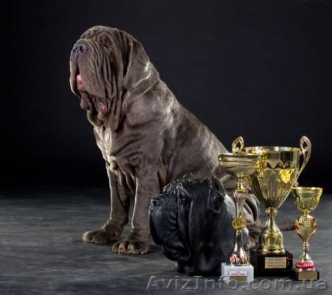 елитные щенки мастино наполетано - <ro>Изображение</ro><ru>Изображение</ru> #3, <ru>Объявление</ru> #729272