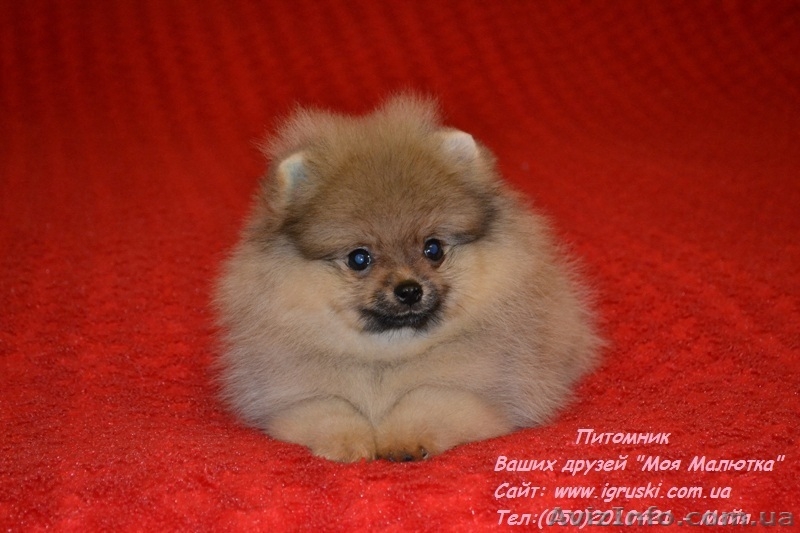 Померанский шпиц щенки Vip-Classa! - <ro>Изображение</ro><ru>Изображение</ru> #6, <ru>Объявление</ru> #736401