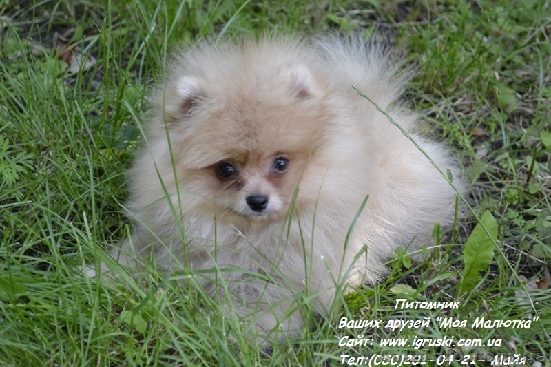 Щенки померанского шпица крем и оранж - <ro>Изображение</ro><ru>Изображение</ru> #2, <ru>Объявление</ru> #741299