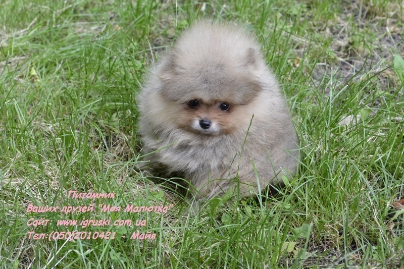 Щенки померанского шпица крем и оранж - <ro>Изображение</ro><ru>Изображение</ru> #5, <ru>Объявление</ru> #741299