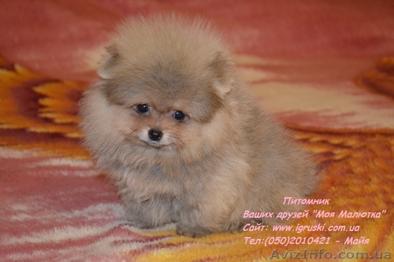 Померанский шпиц щенки Vip-Classa! - <ro>Изображение</ro><ru>Изображение</ru> #4, <ru>Объявление</ru> #736401