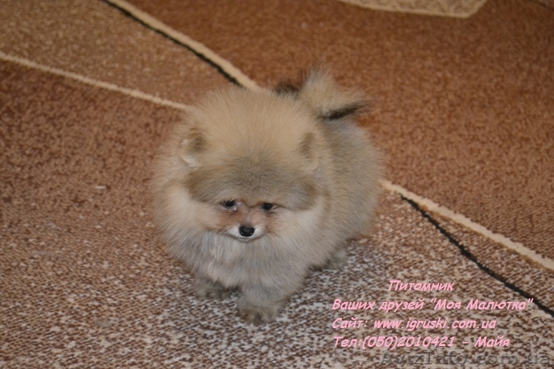 Померанский шпиц щенки Vip-Classa! - <ro>Изображение</ro><ru>Изображение</ru> #7, <ru>Объявление</ru> #736401