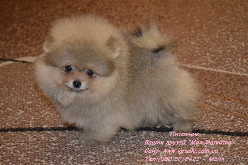 Щенки померанского шпица крем и оранж - <ro>Изображение</ro><ru>Изображение</ru> #1, <ru>Объявление</ru> #741299