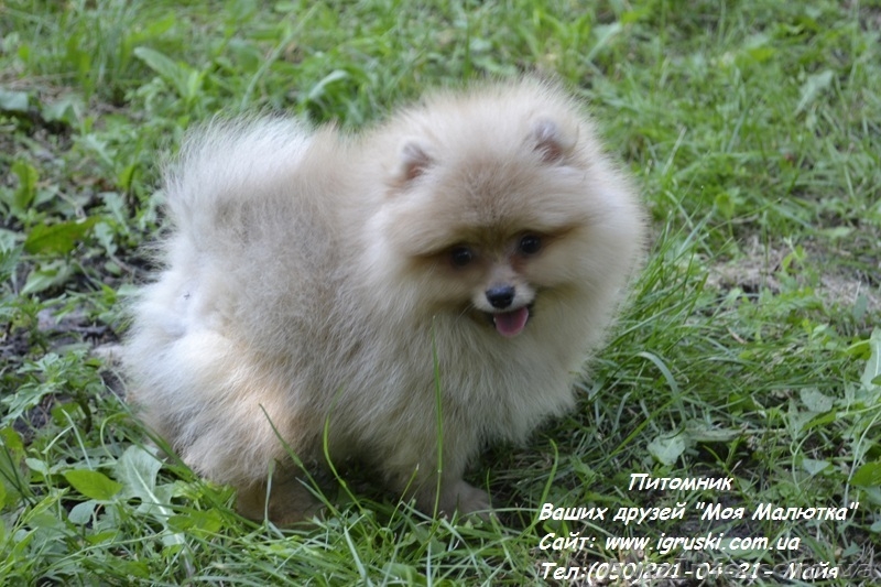 Щенки померанского шпица крем и оранж - <ro>Изображение</ro><ru>Изображение</ru> #3, <ru>Объявление</ru> #741299
