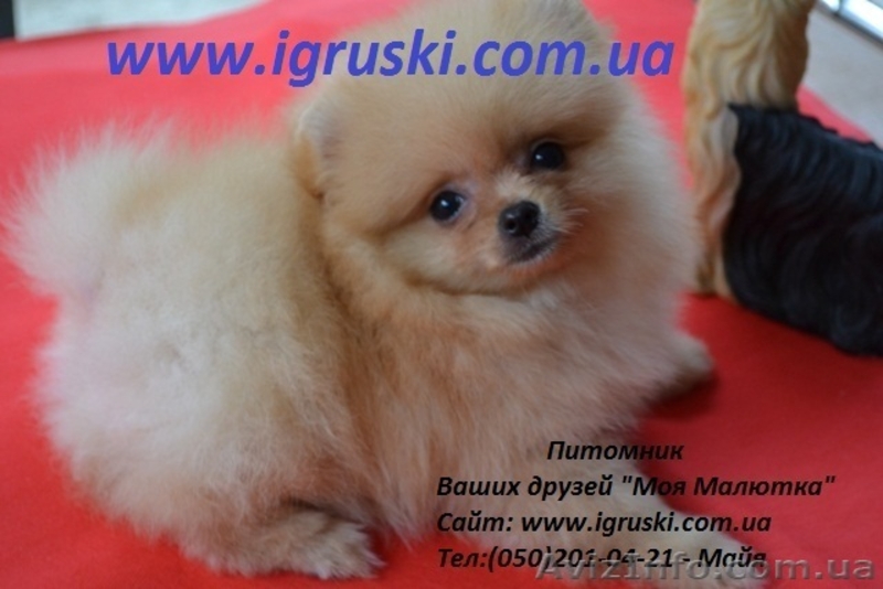 Щенки померанского шпица крем и оранж - <ro>Изображение</ro><ru>Изображение</ru> #7, <ru>Объявление</ru> #741299