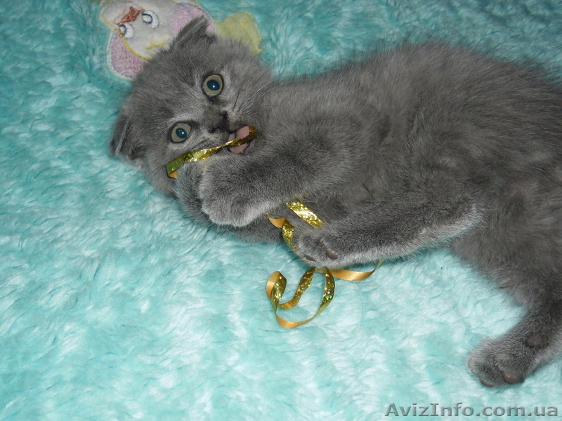 Забавные плюшки-вислоушки - <ro>Изображение</ro><ru>Изображение</ru> #1, <ru>Объявление</ru> #756203