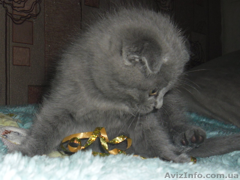 Забавные плюшки-вислоушки - <ro>Изображение</ro><ru>Изображение</ru> #3, <ru>Объявление</ru> #756203