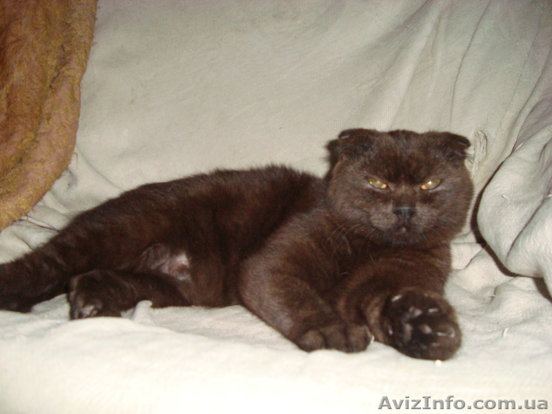 Забавные плюшки-вислоушки - <ro>Изображение</ro><ru>Изображение</ru> #9, <ru>Объявление</ru> #756203