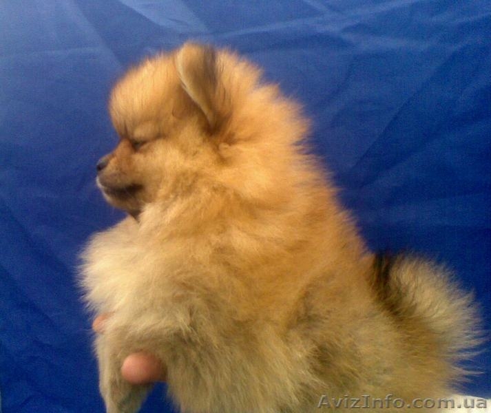 Обаятельные шпицы - <ro>Изображение</ro><ru>Изображение</ru> #1, <ru>Объявление</ru> #765282