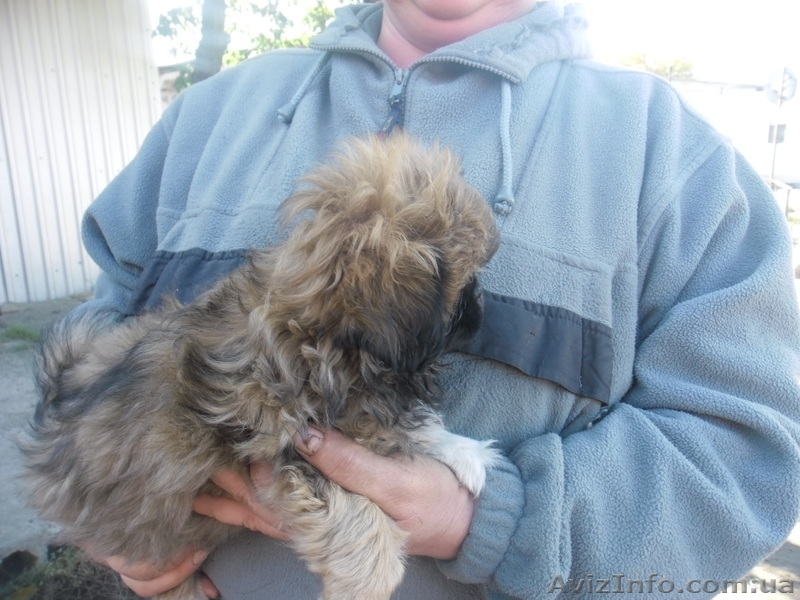 Щенки королевского пекинеса  - <ro>Изображение</ro><ru>Изображение</ru> #3, <ru>Объявление</ru> #777766