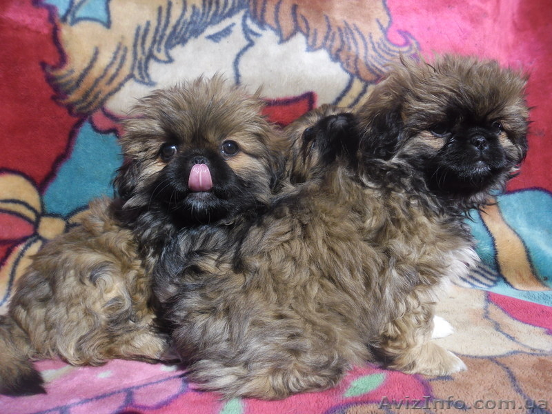 Щенки королевского пекинеса  - <ro>Изображение</ro><ru>Изображение</ru> #1, <ru>Объявление</ru> #777766