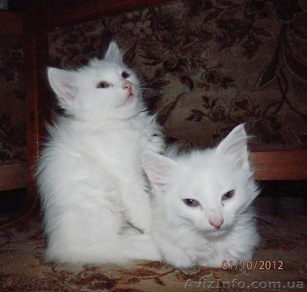 Симпатичные Ангорчики - <ro>Изображение</ro><ru>Изображение</ru> #2, <ru>Объявление</ru> #765285