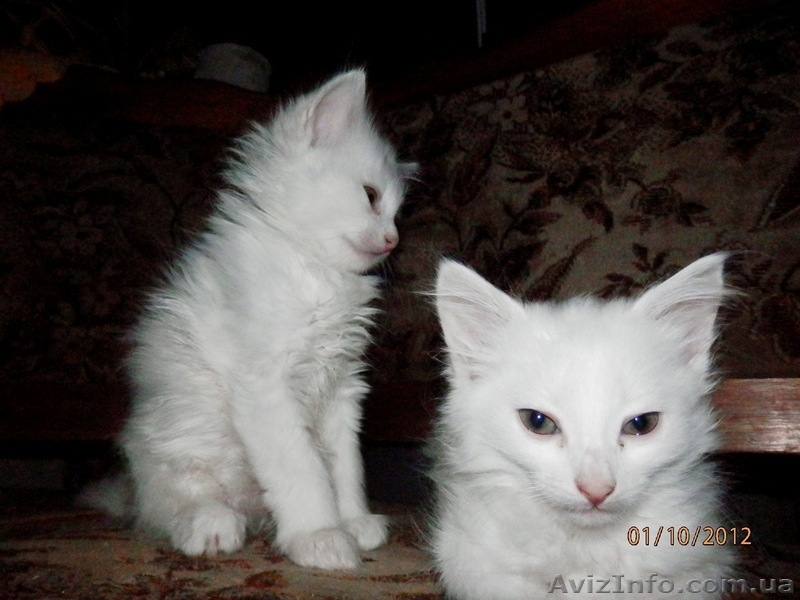 Симпатичные Ангорчики - <ro>Изображение</ro><ru>Изображение</ru> #3, <ru>Объявление</ru> #765285