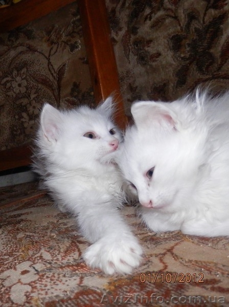 Симпатичные Ангорчики - <ro>Изображение</ro><ru>Изображение</ru> #5, <ru>Объявление</ru> #765285
