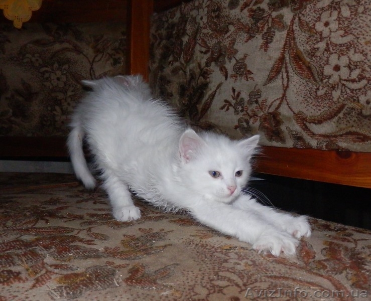 Симпатичные Ангорчики - <ro>Изображение</ro><ru>Изображение</ru> #6, <ru>Объявление</ru> #765285