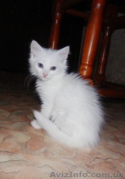 Симпатичные Ангорчики - <ro>Изображение</ro><ru>Изображение</ru> #8, <ru>Объявление</ru> #765285