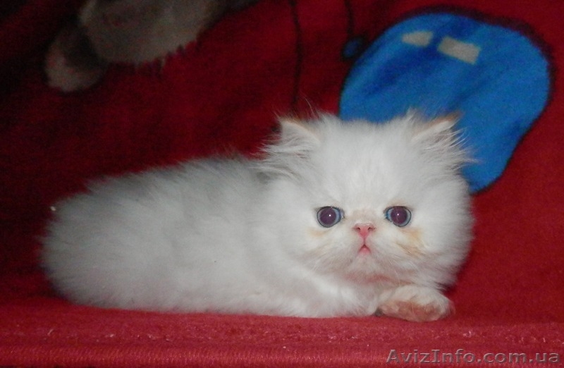 Персидское чудо - <ro>Изображение</ro><ru>Изображение</ru> #1, <ru>Объявление</ru> #766057