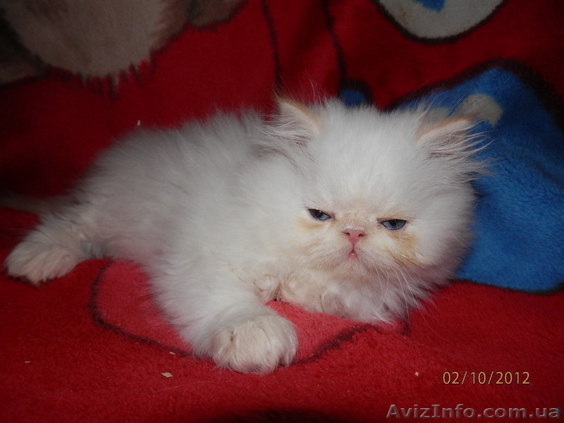 Персидское чудо - <ro>Изображение</ro><ru>Изображение</ru> #4, <ru>Объявление</ru> #766057