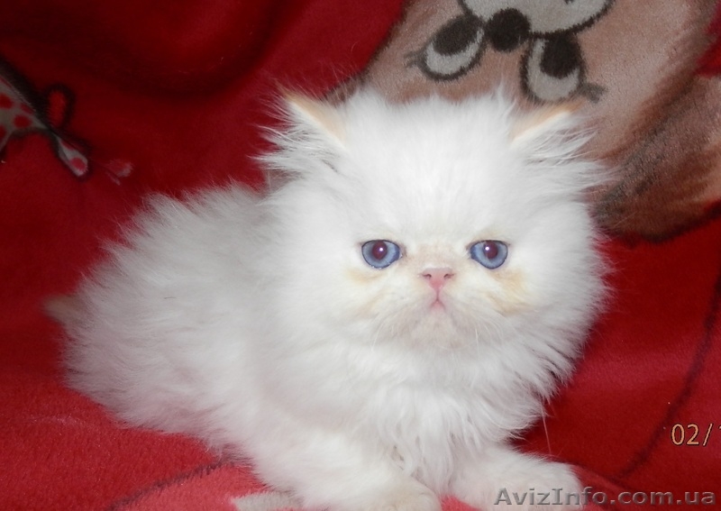 Персидское чудо - <ro>Изображение</ro><ru>Изображение</ru> #8, <ru>Объявление</ru> #766057