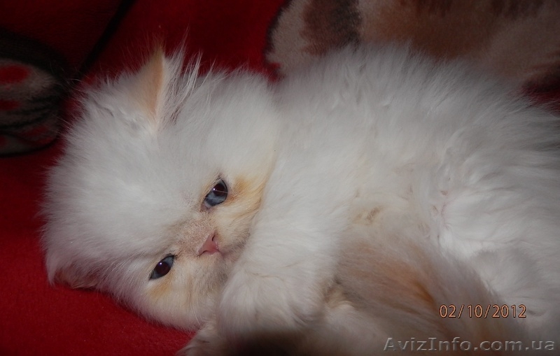 Персидское чудо - <ro>Изображение</ro><ru>Изображение</ru> #6, <ru>Объявление</ru> #766057