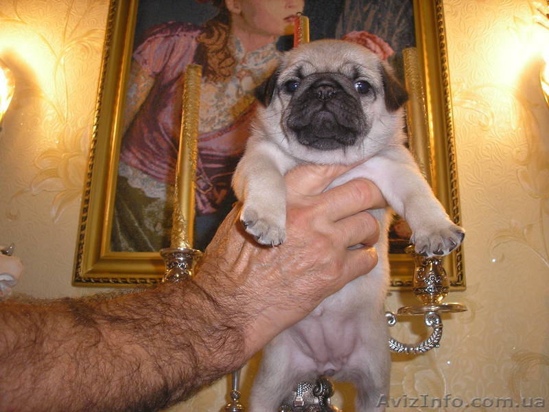 Продам четверых чистокровных, очаровательных мопсят! - <ro>Изображение</ro><ru>Изображение</ru> #4, <ru>Объявление</ru> #768708