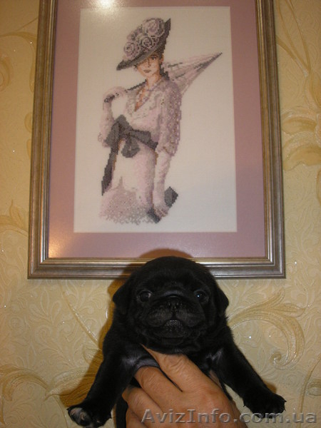 Продам четверых чистокровных, очаровательных мопсят! - <ro>Изображение</ro><ru>Изображение</ru> #5, <ru>Объявление</ru> #768708