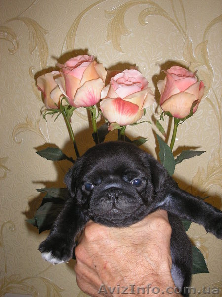 Продам четверых чистокровных, очаровательных мопсят! - <ro>Изображение</ro><ru>Изображение</ru> #1, <ru>Объявление</ru> #768708