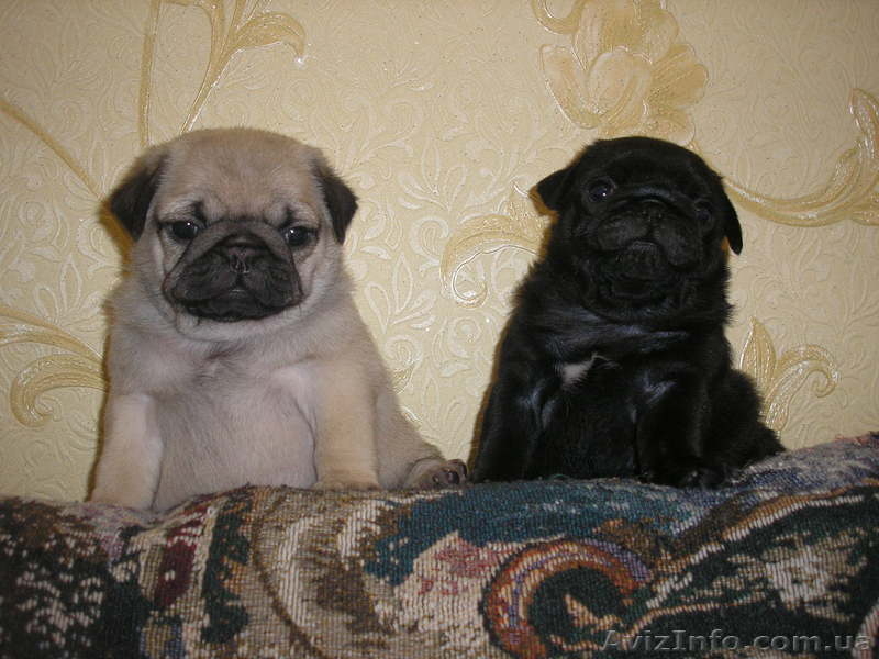 Продам четверых чистокровных, очаровательных мопсят! - <ro>Изображение</ro><ru>Изображение</ru> #3, <ru>Объявление</ru> #768708